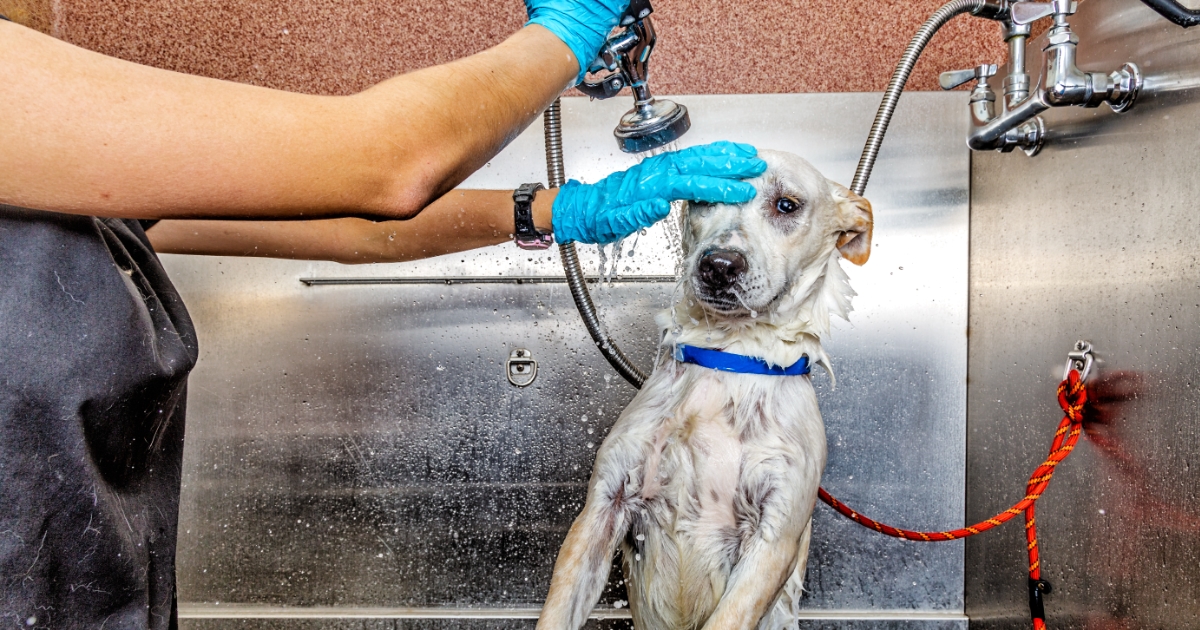 Tired of Making a Mess At Home? Bring Your Companion to Our Self-Serve Pet Wash!